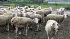 Cientos de miles de animales han sido sacrificados y los ganaderos están siendo  arruinados como resultado del “modelo productivo” que promueve los intereses  de los capitalistas